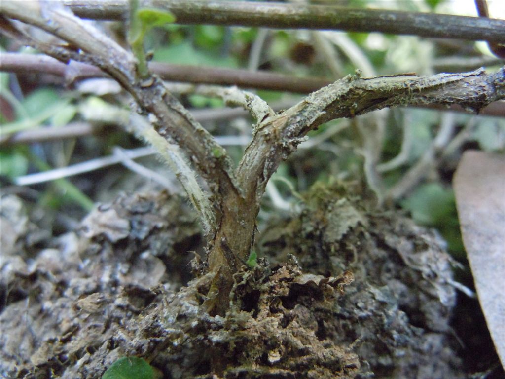 Reggia di Caserta (CE) : Clinopodium nepeta